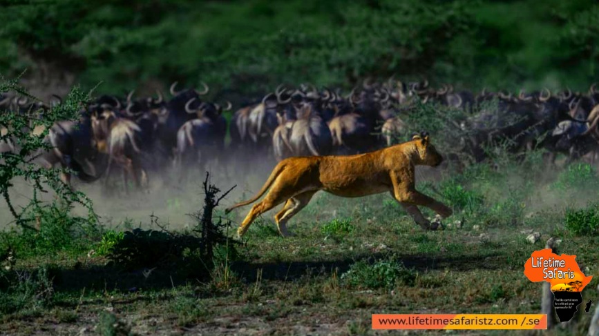 Wildlife’s Take Part In Great Wildebeest Migration Wildlife’s Take Part In Great Wildebeest Migration