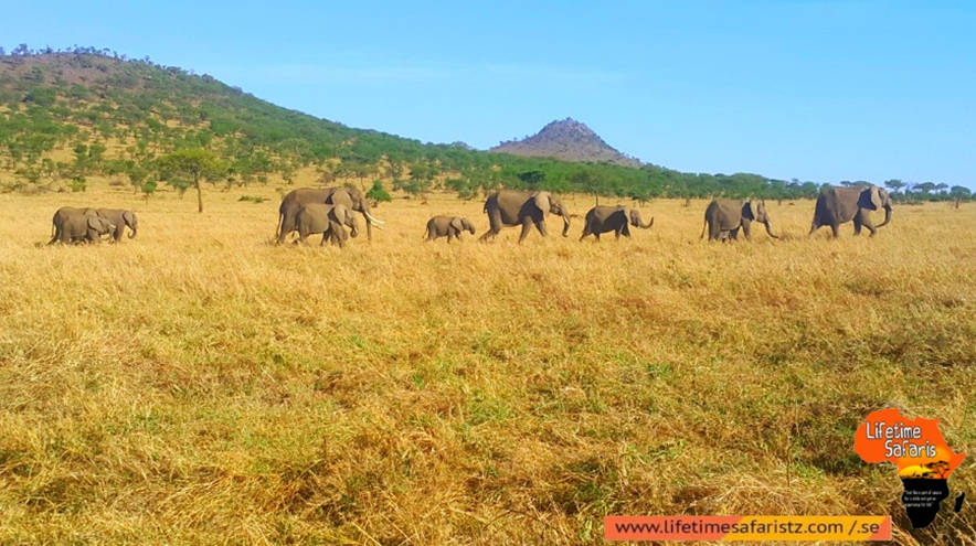 Wildlife And Wild Wildlife And Wild