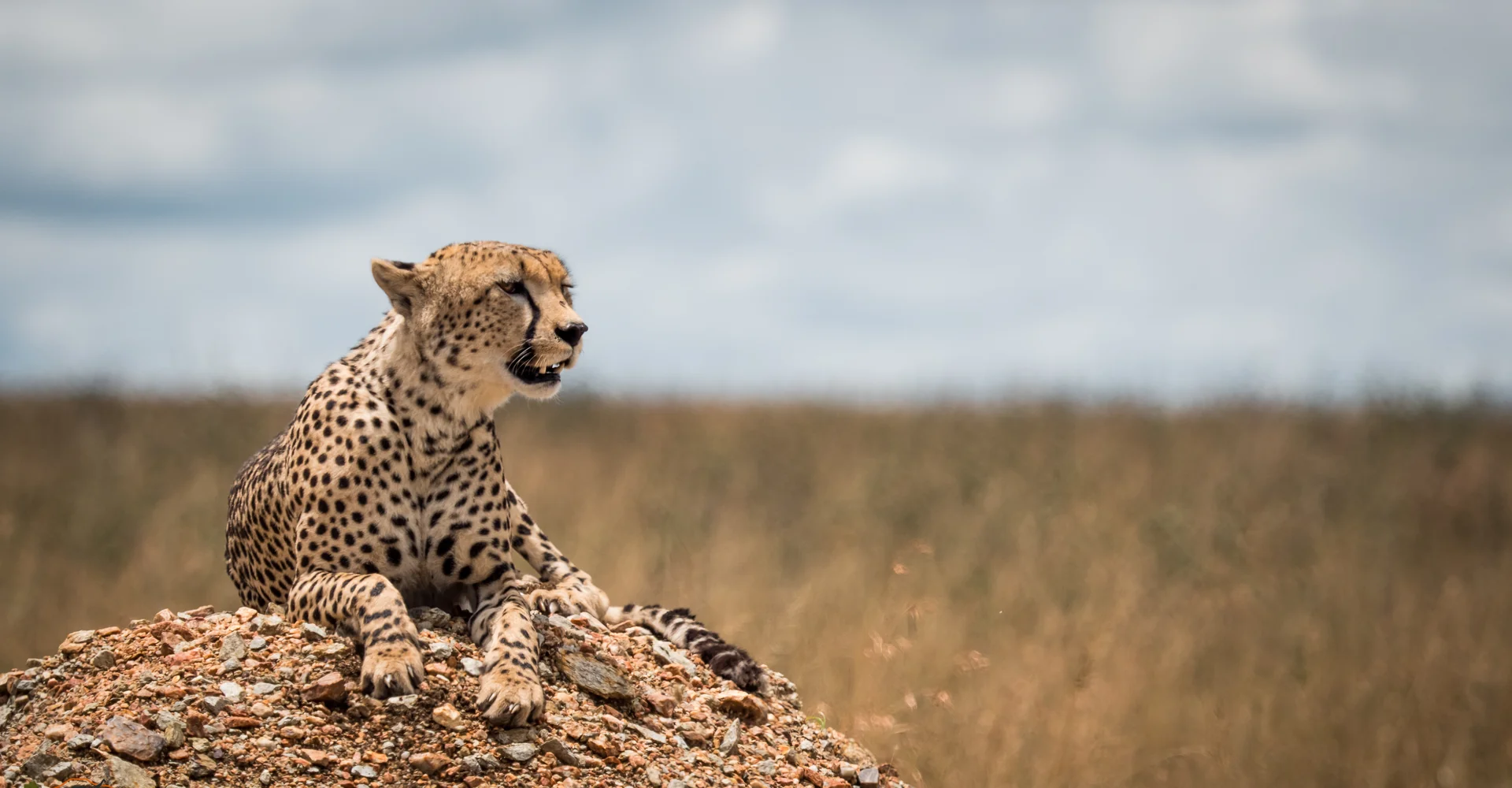Yellow Fever Vaccinations Requirements For Tanzania Safari Tour