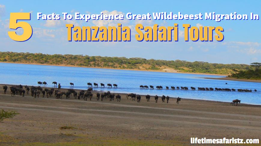 Great Wildebeest Migration