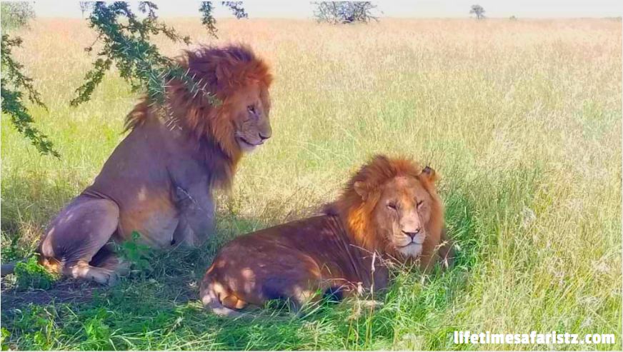 Tanzania National Parks Tanzania National Parks