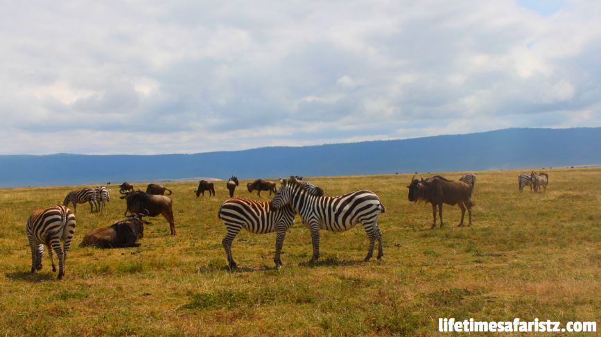 Great Wildebeest Migration