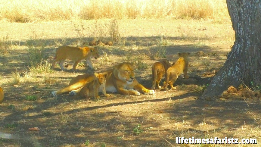Go For An Unforgettable Safari Go For An Unforgettable Safari