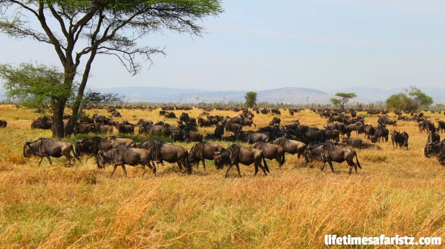 Great Wildebeest Migration