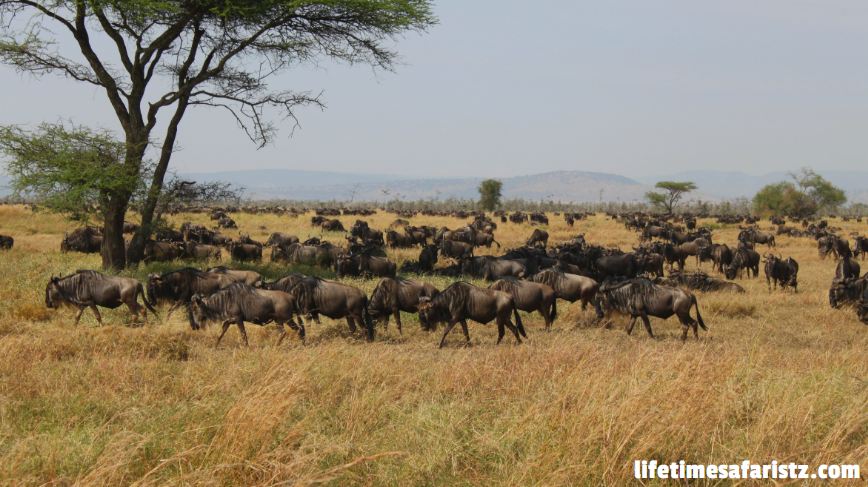 Tanzania Wildlife Safaris Tanzania Wildlife Safaris