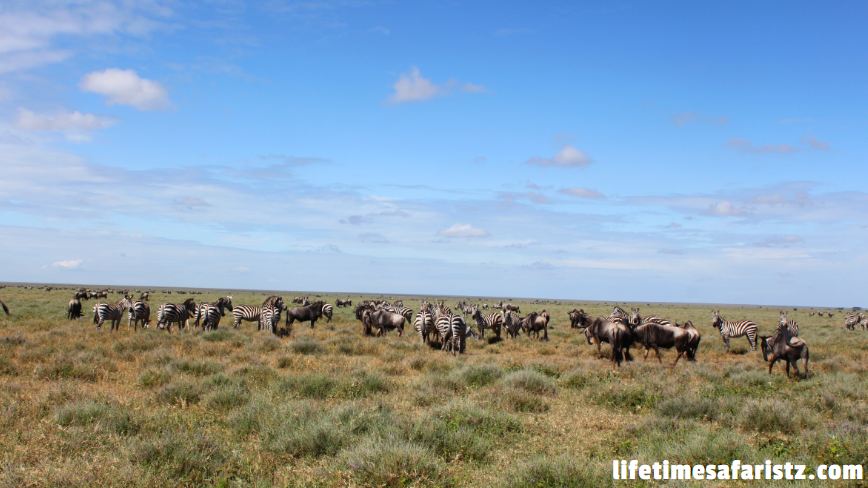 Great Wildebeest Migration Safari Great Wildebeest Migration Safari