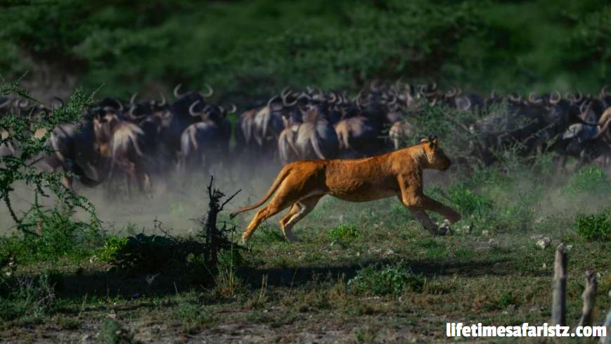 Great Wildebeest Migration