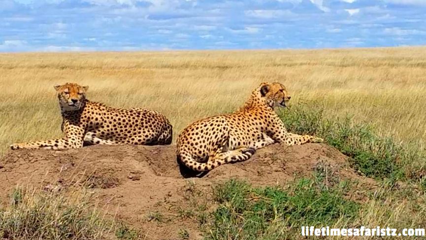 Tanzania Safari Tours Tanzania Safari Tours