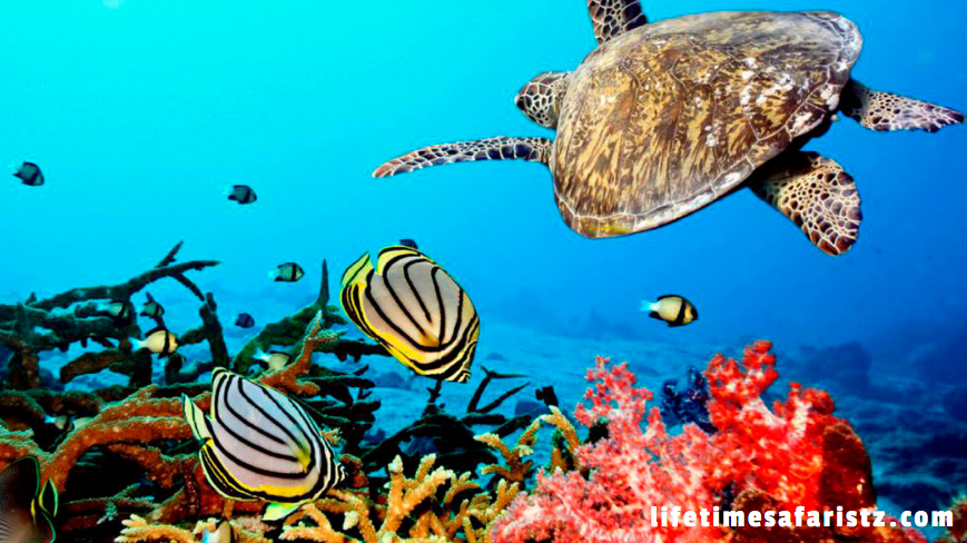 Sustainable Ecotourism - World-Class Coral Reefs Sustainable Ecotourism - World-Class Coral Reefs