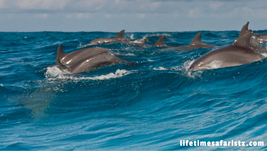 Dolphins – The Aquatic Mammals Dolphins – The Aquatic Mammals