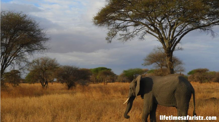 Tanzania Safari Packages Tanzania Safari Packages