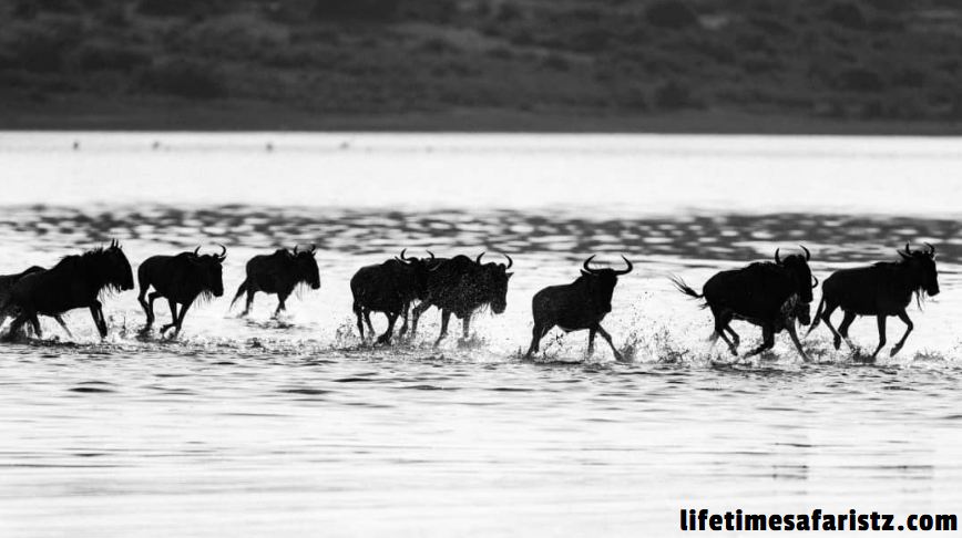 Great Wildebeest Migration Safari Great Wildebeest Migration Safari