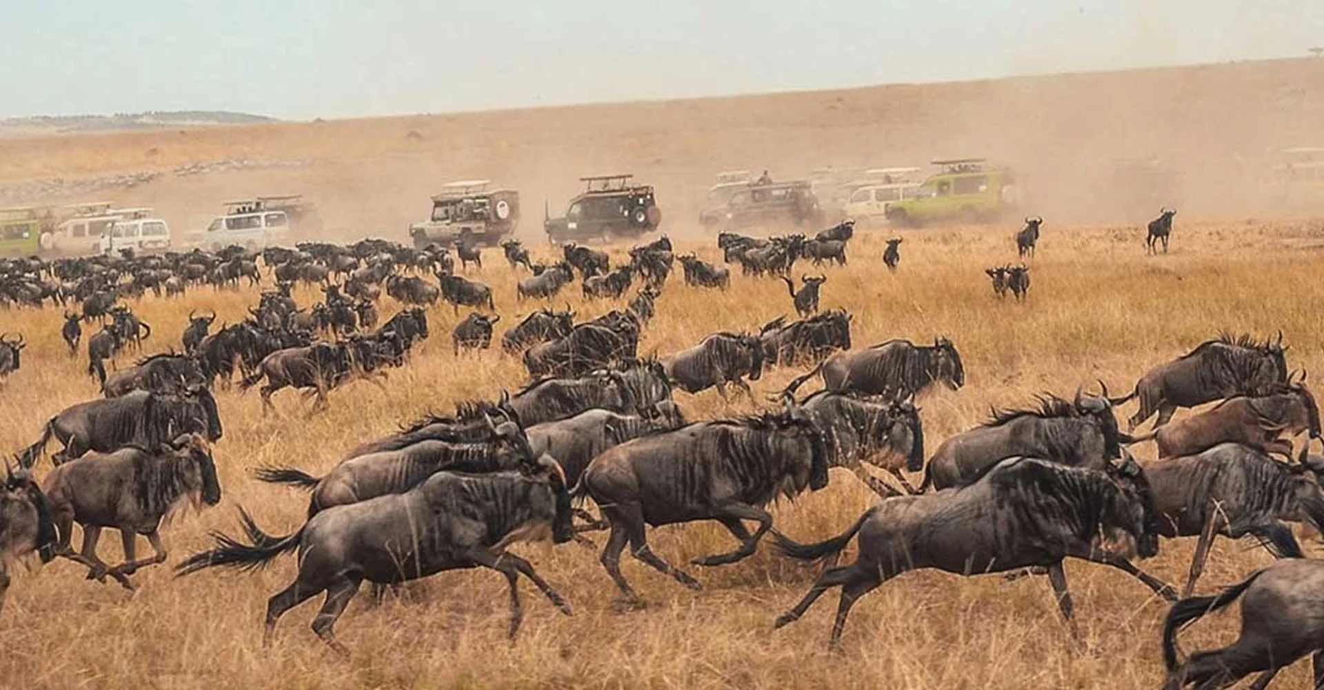 How To Experience Great Wildebeest Migration In Your Tanzania Safari Tours?
