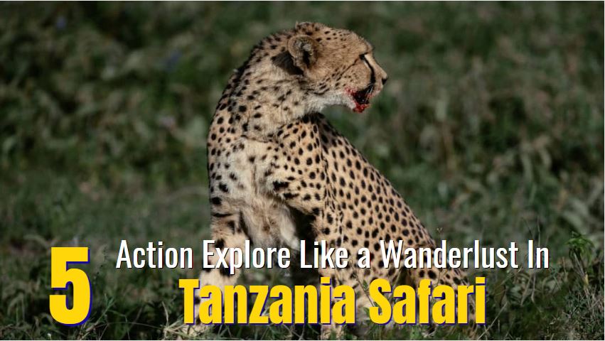 Tanzania Safari Tanzania Safari