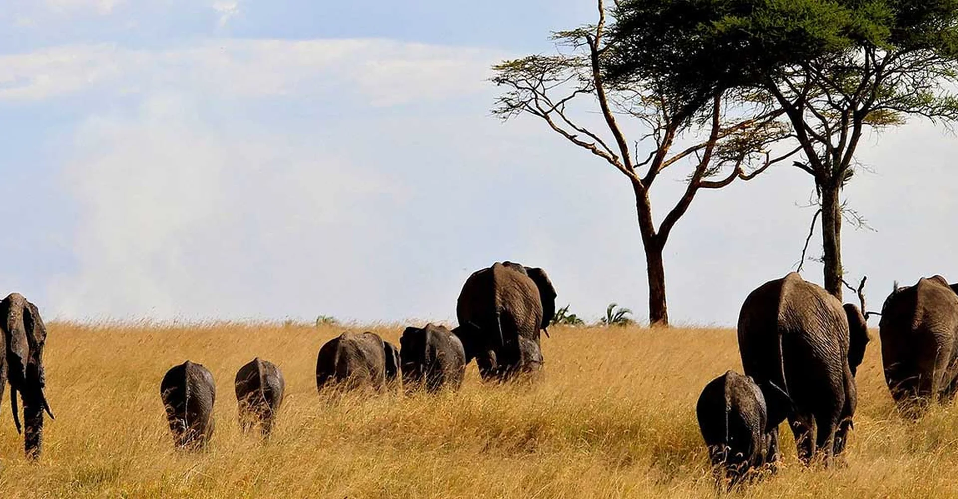 Discover Pros And Cons Of Serengeti National Park To Get The Excellent Value Of Your Trip