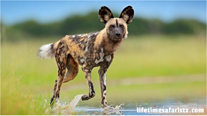 African Wild Dogs African Wild Dogs