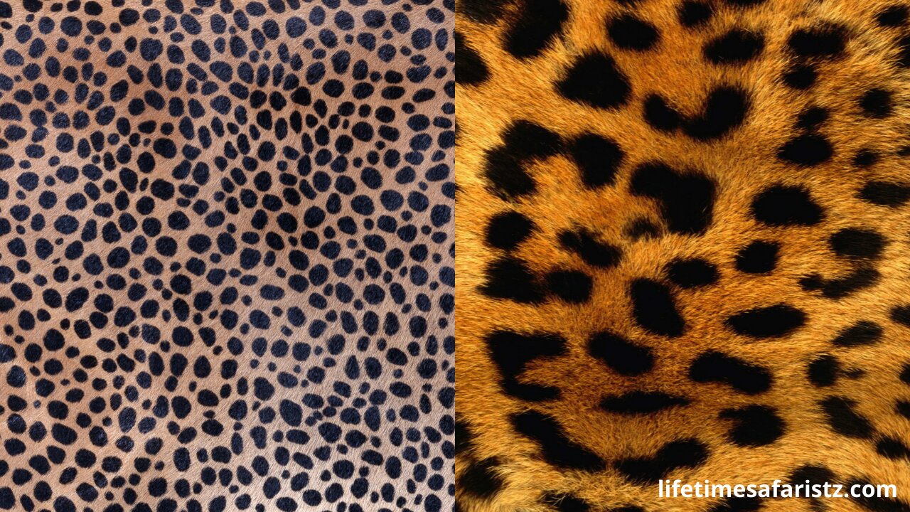 Cheetahs and Leopards spot
