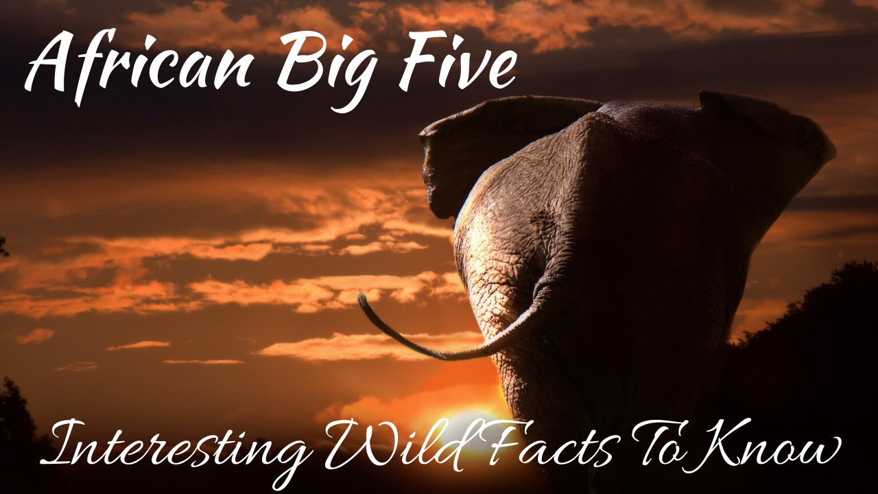 Interesting Wild Facts To Know About African Big Five