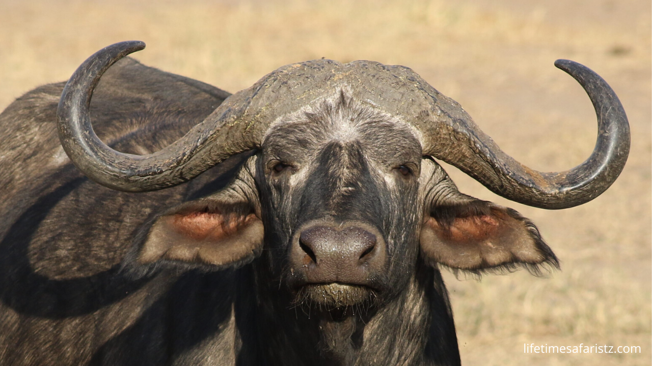 African Buffalo