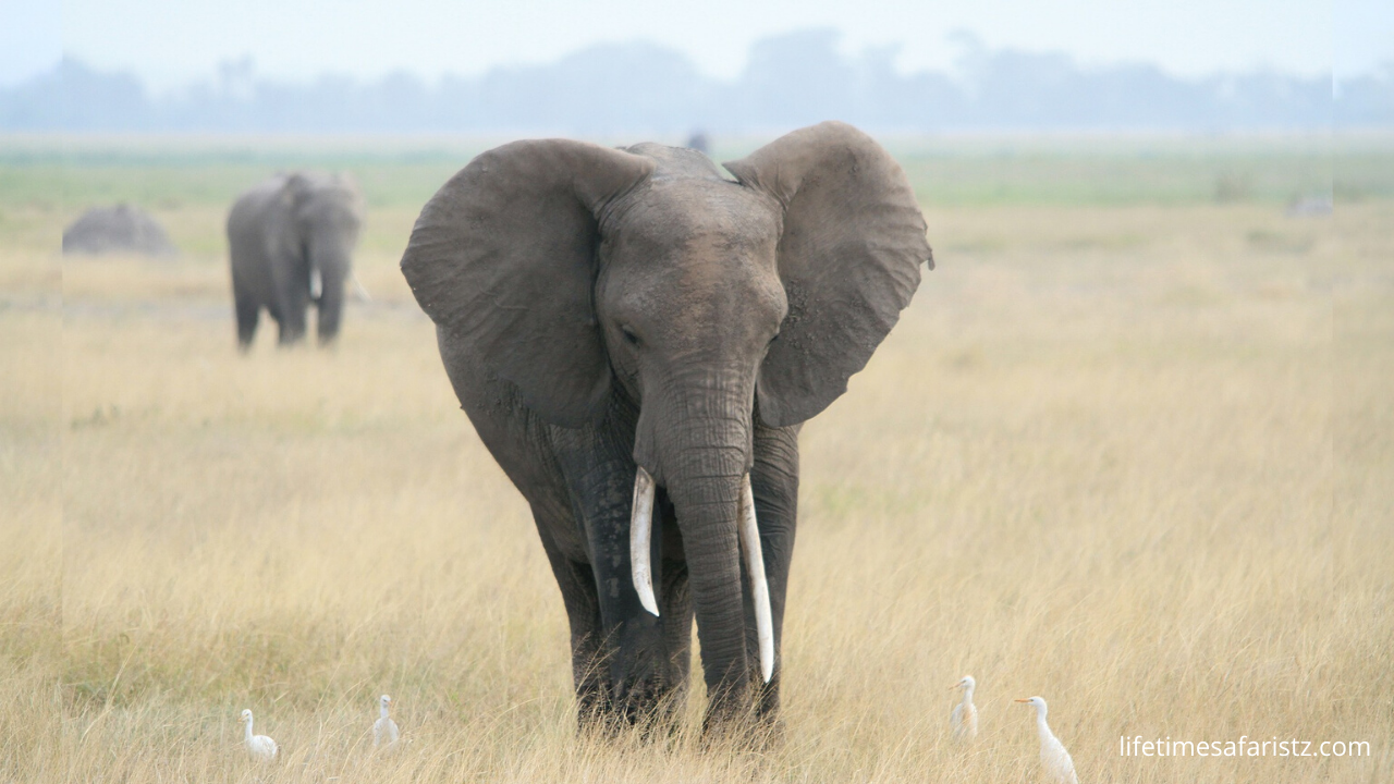 African Elephant