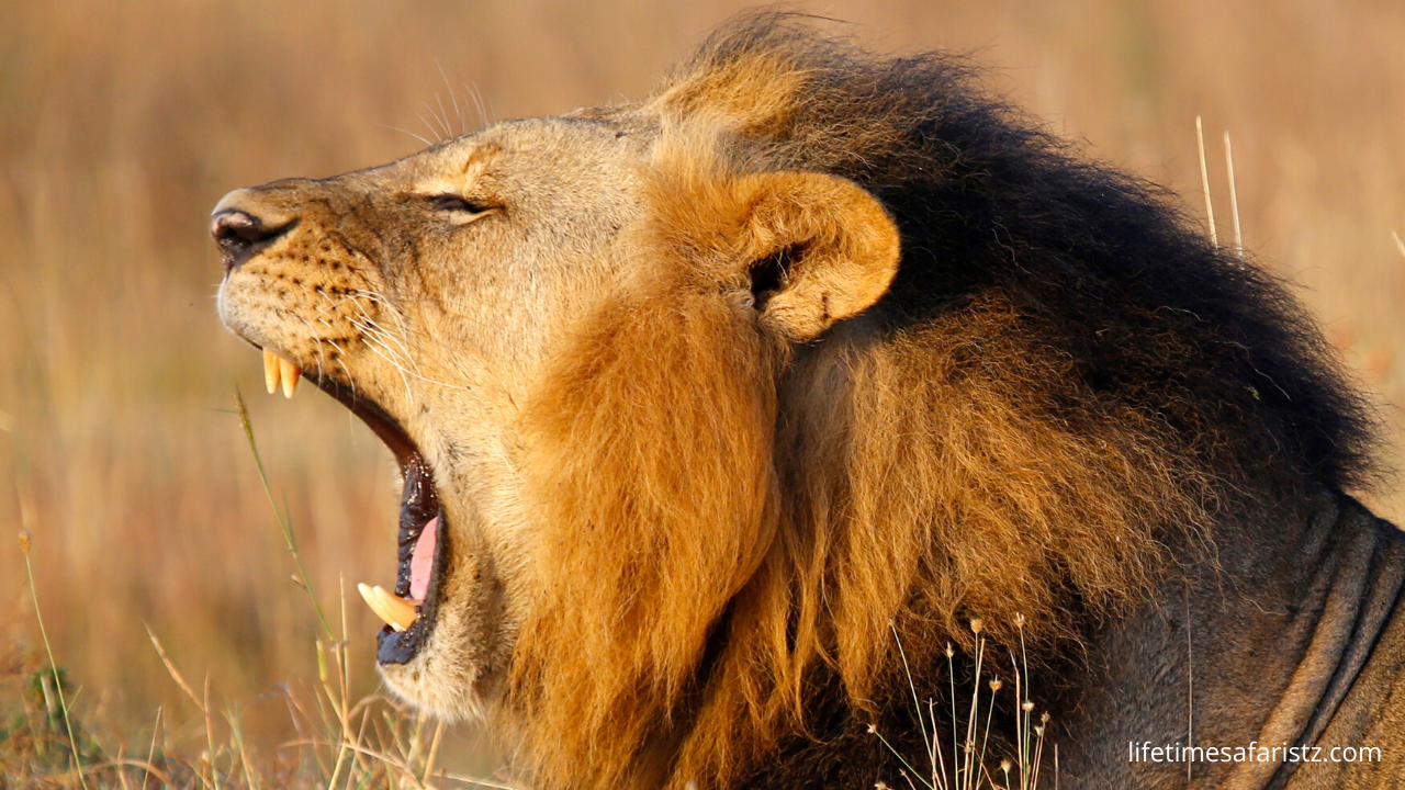 African Lion