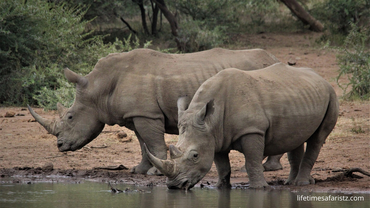 African Rhino