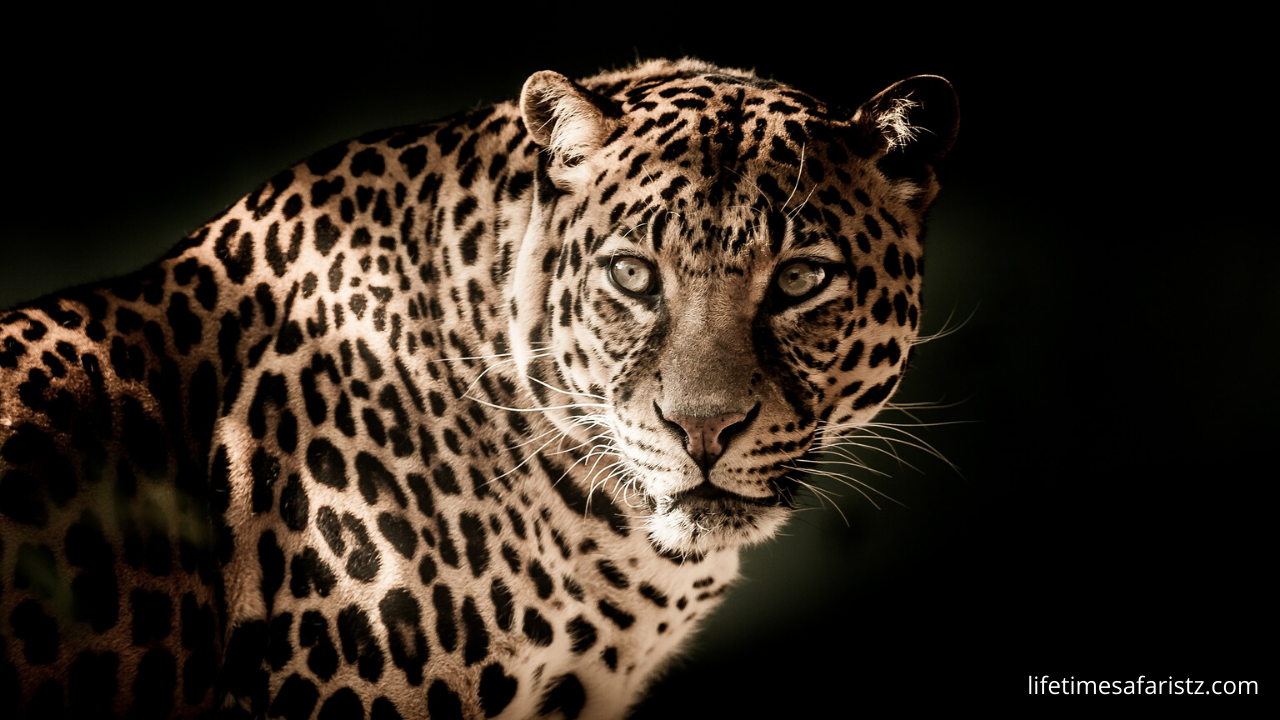 African Leopard