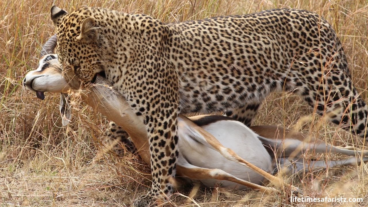 Leopard Hunt