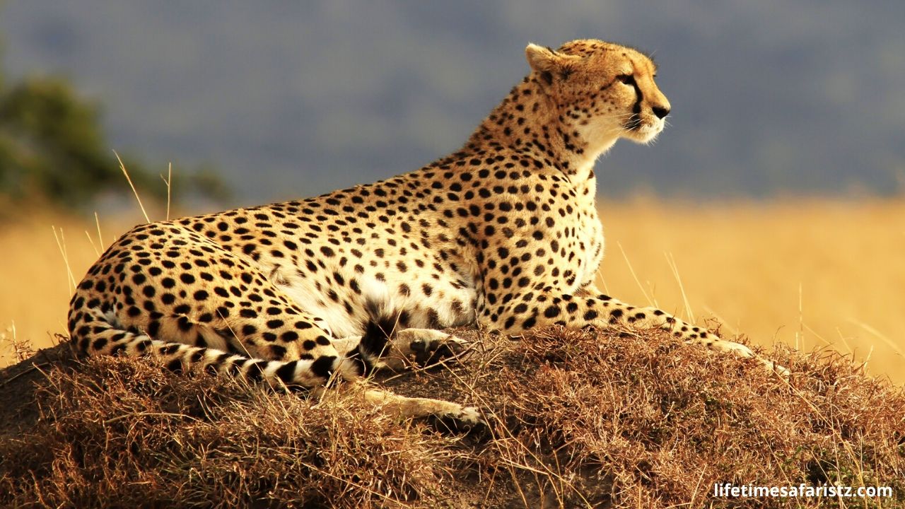 cheetah