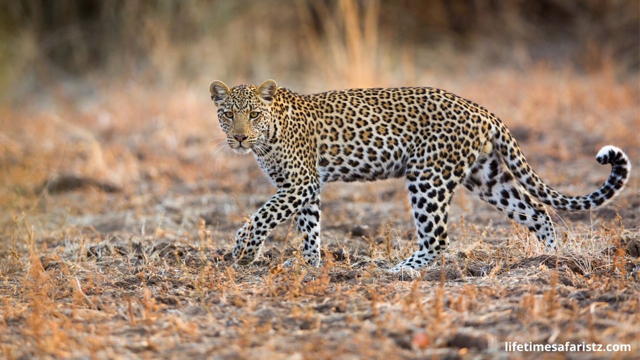 Leopard
