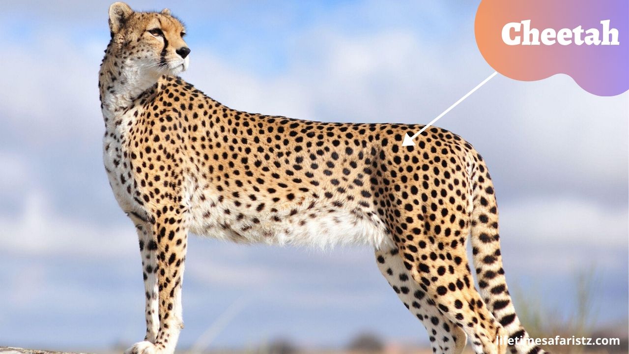 cheetah
