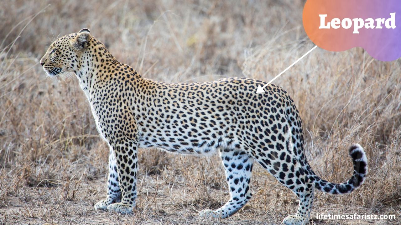 leopard