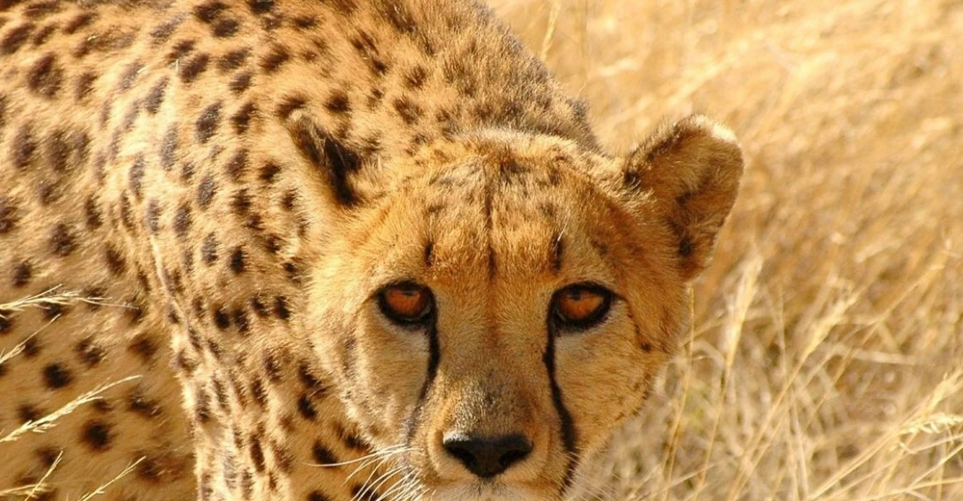 What Similarities that You Can Find Between Cheetah and Leopard?