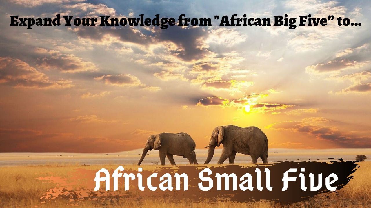 African Small Five Facts