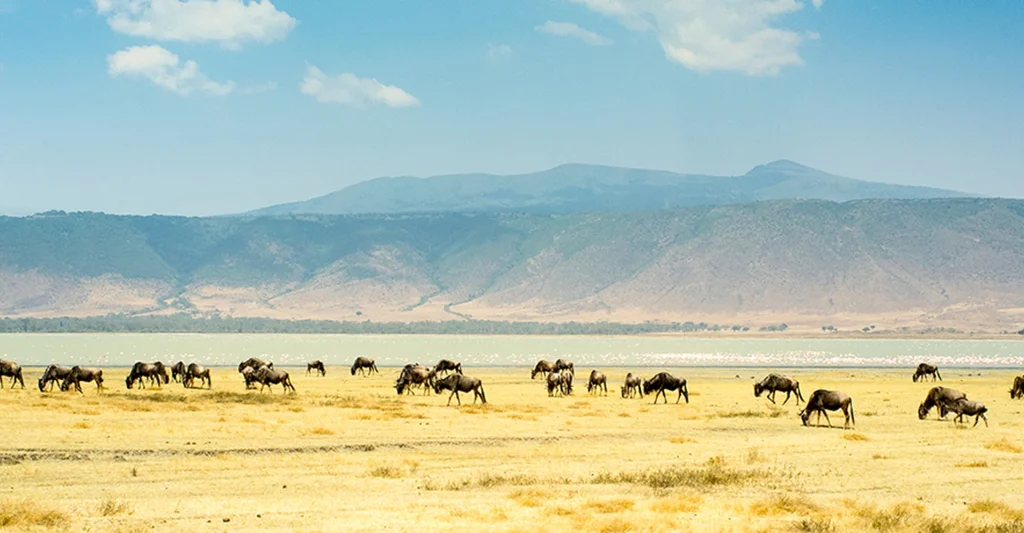 1 Day Safari Tanzania: Is it Possible Way to Experience the Real Wildlife?