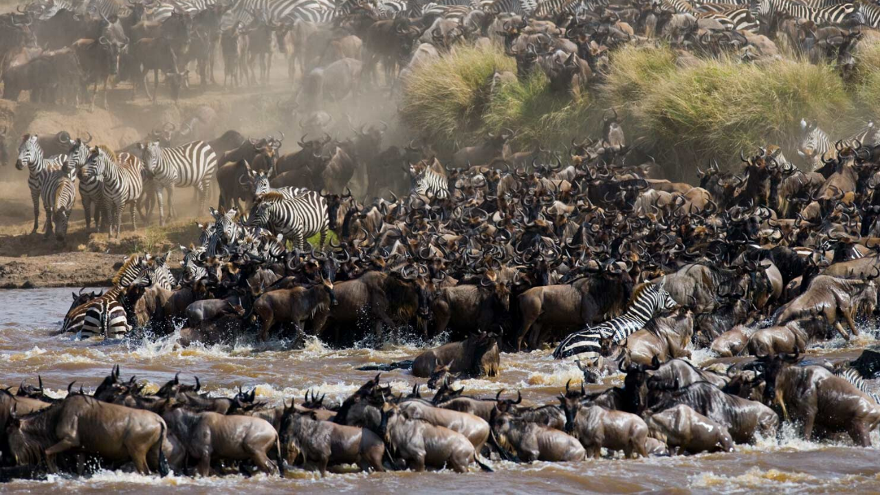 great wildebeest migration