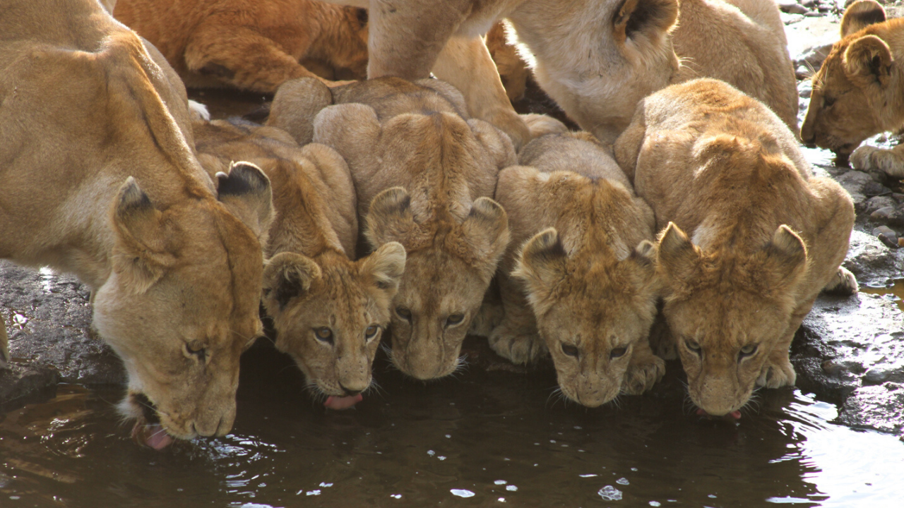 Pride of lions near Seronera River Valley