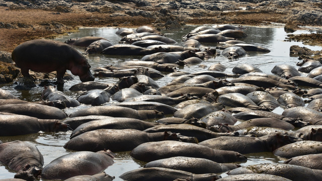 Hippo pool in Serengeti