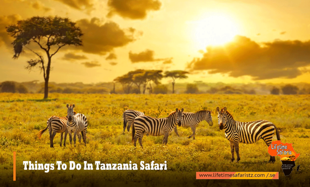Things To Do In Tanzania Safari