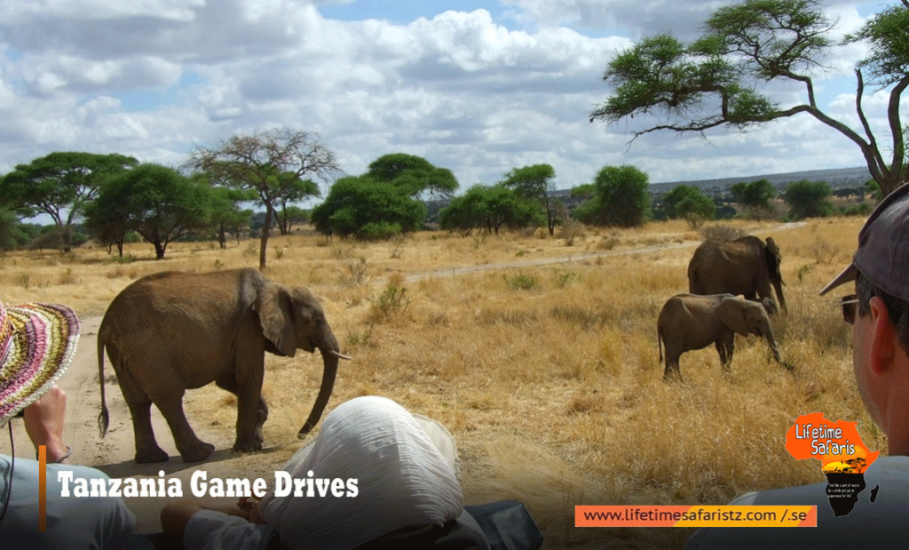 Tanzania Game Drives