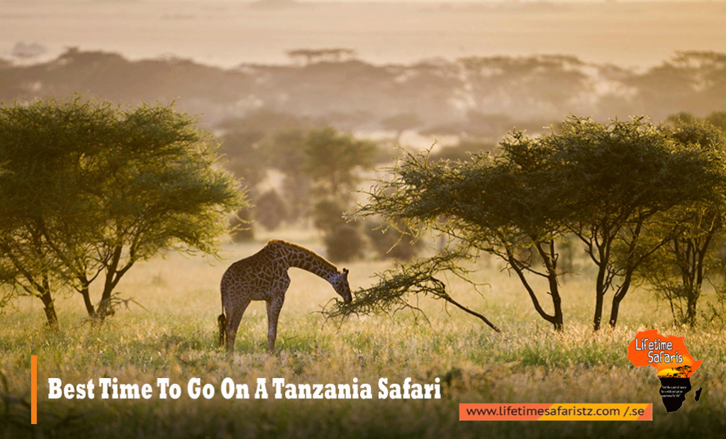 Best Time To Go On Tanzania Safari