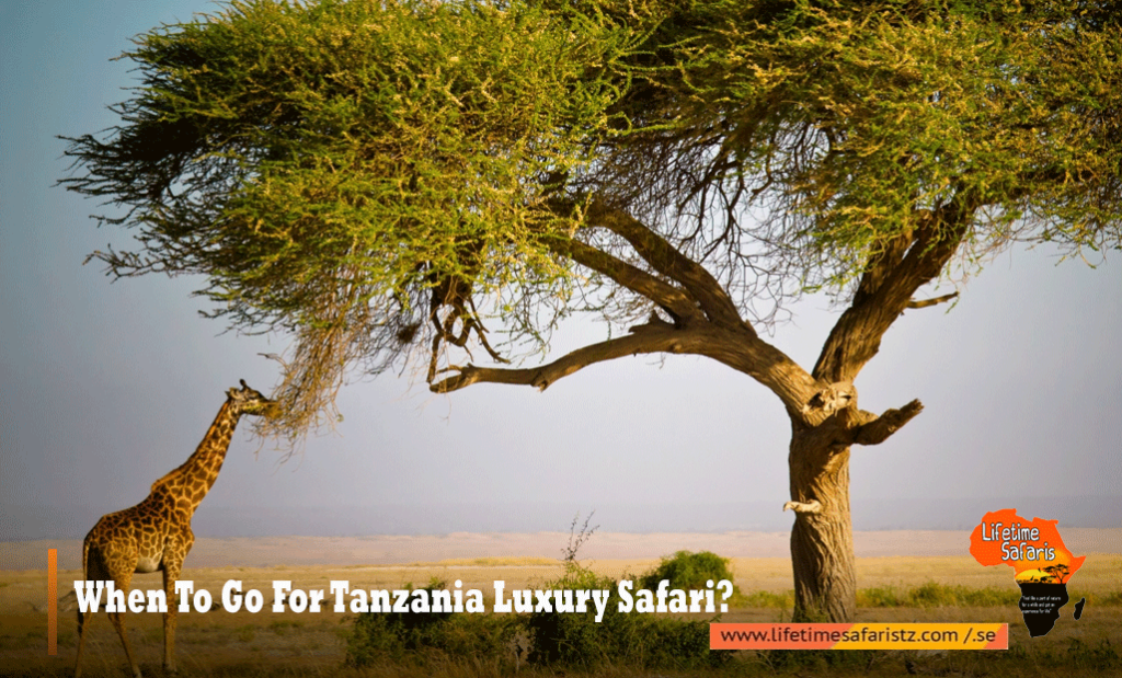 When To Go For Tanzania Luxury Safari