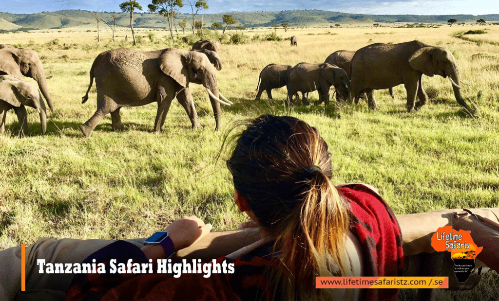 Tanzania Safari Highlights