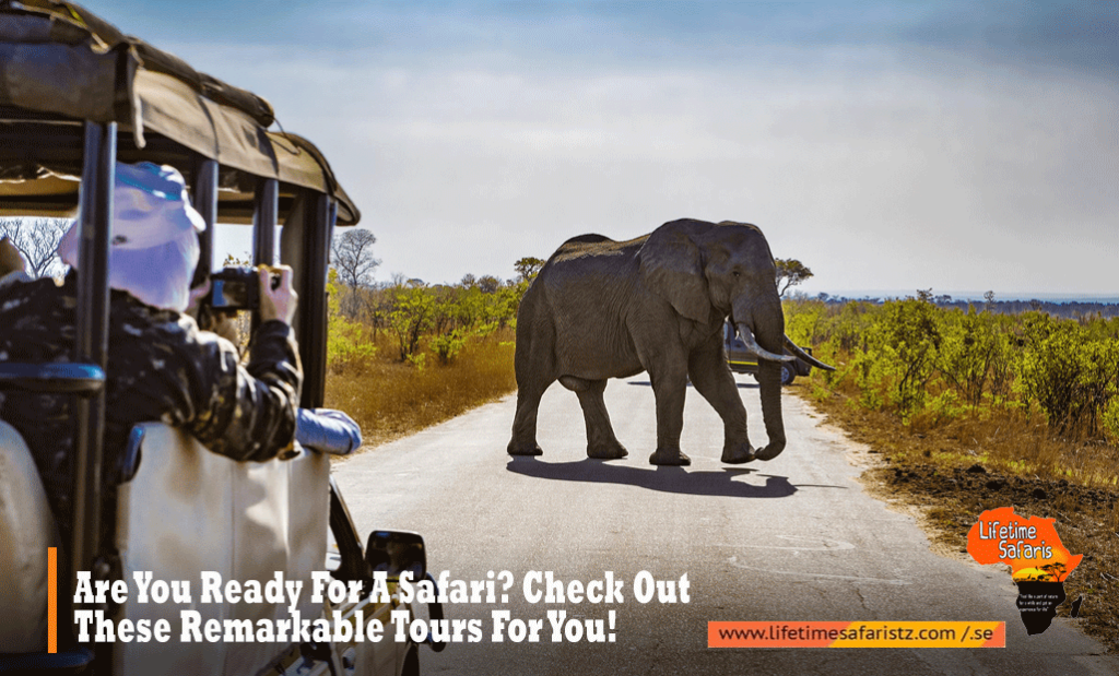 Tanzania Safari
