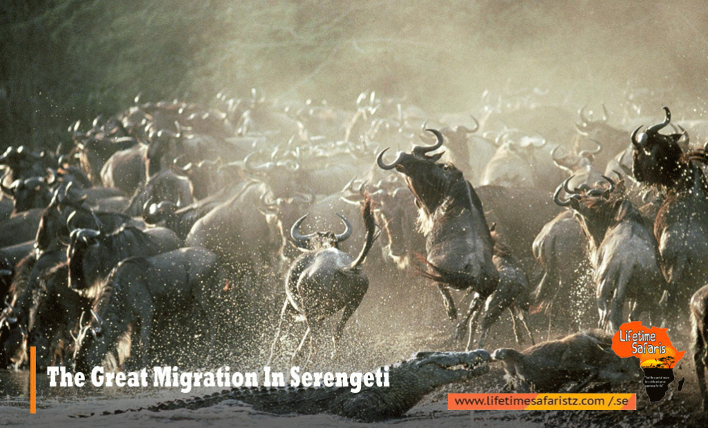 1. The Great Migration in Serengeti