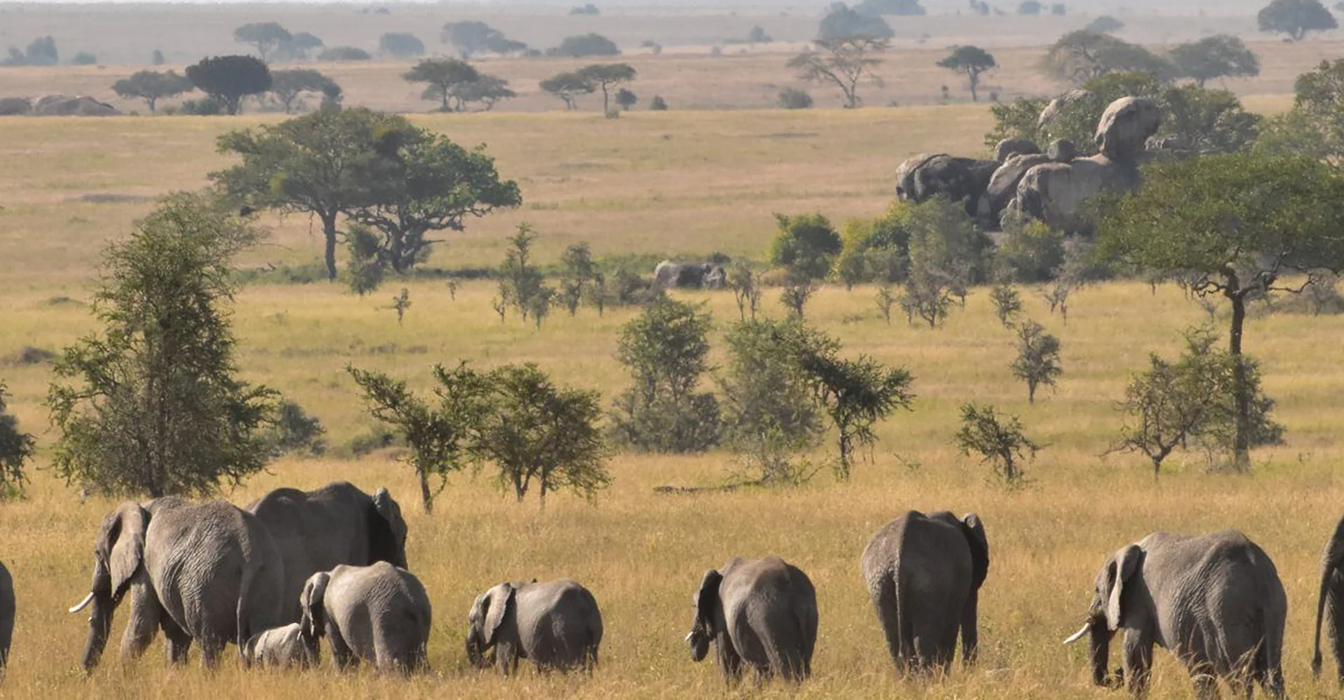 Tanzania Safari Cost – How Much Does A Safari Cost In Tanzania