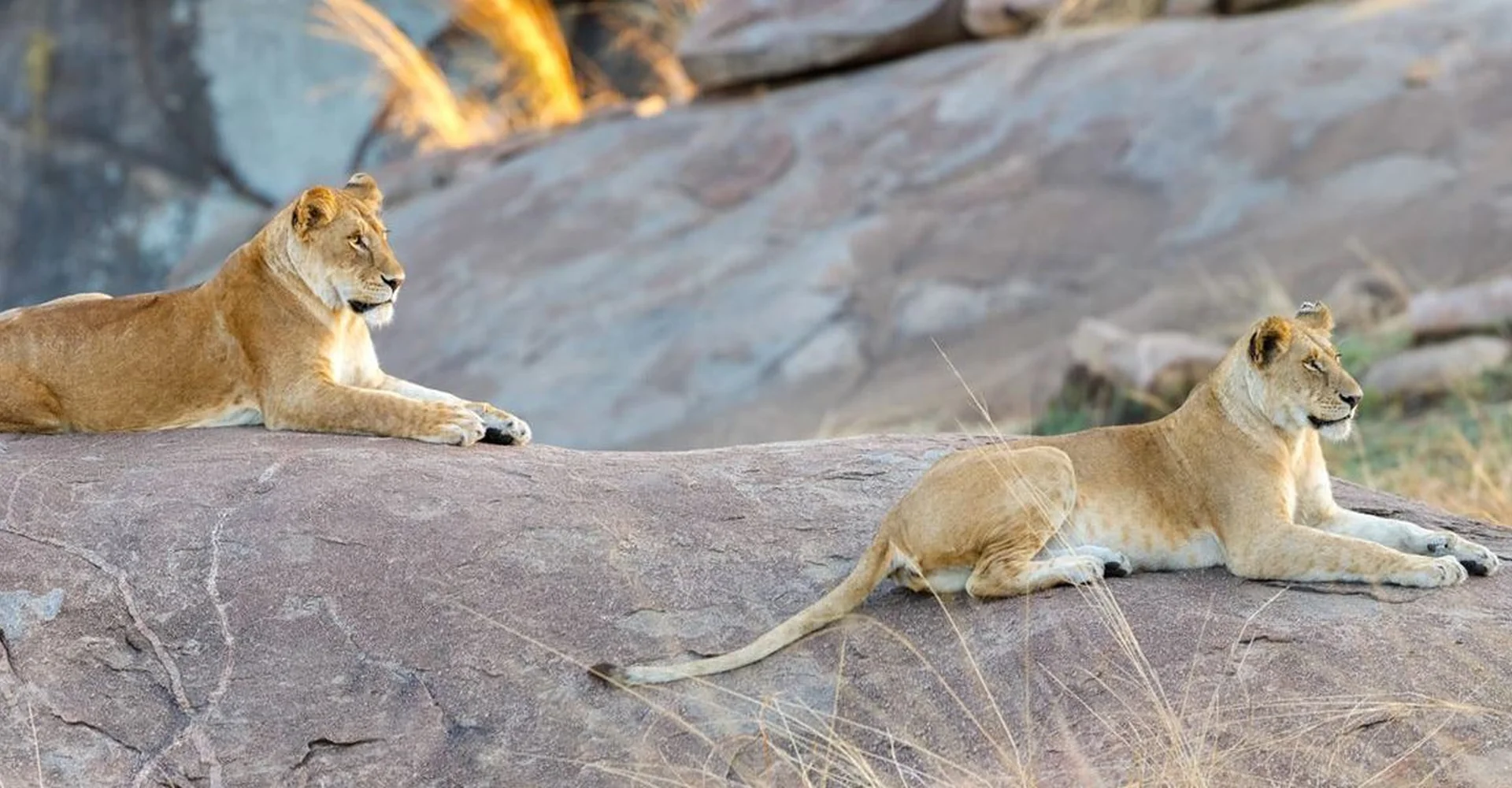 Tanzania Safari Tours – Tips For Planning A Successful Tanzania Safari