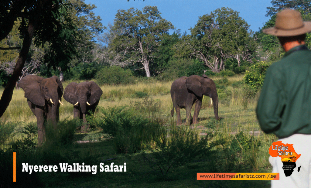 Nyerere Walking Safari