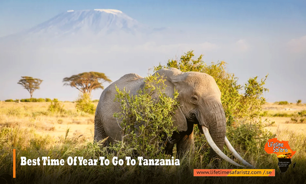 Best-Time-Of-Year-To-Go-To-Tanzania