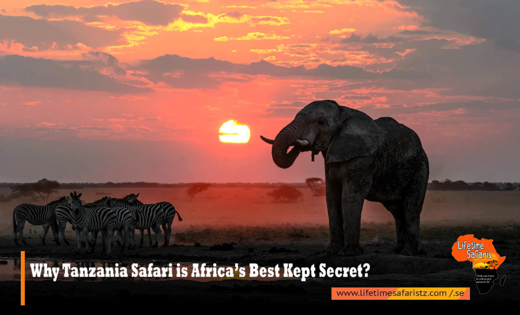 Tanzania Safari Tours